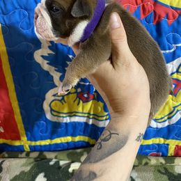 Betty Crocker - Red female Bulldog puppy in Topeka, Kansas from Midwest Monster Made Bulldogs
