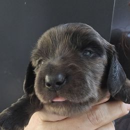 Coffee Chip - Dapple female Dachshund puppy in Bigfork, Minnesota from Long Ears and Long Dogs Ranch