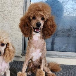 Copper - Poodle