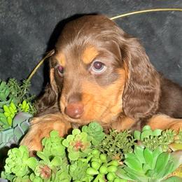 Baby boy 2 - Chocolate and tan male Dachshund puppy in Pontiac, Michigan from Hutch Hounds