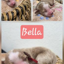 Bella - Red  female Goldendoodle puppy in Palestine, Texas from KK's Doodle Bunch
