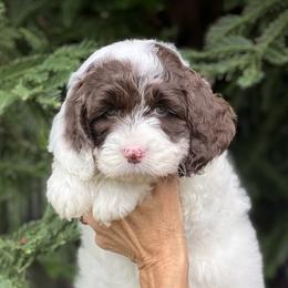 Purple collar girl - Chocolate female Australian Labradoodle puppy in Fairfield, California from Twin Sisters Doodles