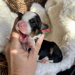 Girl 1 - Tri-color female Bernedoodle puppy in Superior, Arizona from Mountain Bridge Doodles