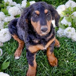Bernedoodle, Cavapoo, and Goldendoodle Puppies from PJs Puppy Love GOLD level GANA Breeder