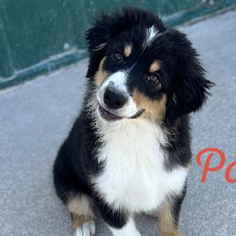 Poppy - Black & white Australian Shepherd puppy in St. Louis, Missouri from Kimmerly Aussies