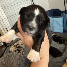 Black tri male - Black tri Miniature Australian Shepherd puppy in Westminster, Massachusetts from Smokin Gun Aussies
