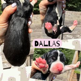 DALLAS - Mantle female Great Dane puppy in Bolivar, New York from Prophecy Danes