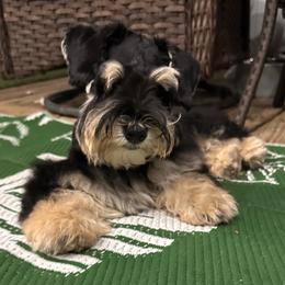 Miniature Schnauzer Puppies from Felicia Hensel