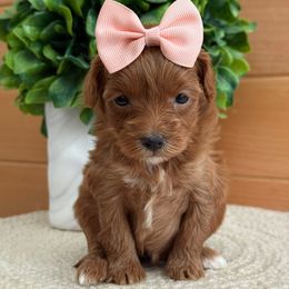 D-Peach Girl - Red  female Goldendoodle puppy in Lewisville, Texas from Texas Goldendoodle Lovers