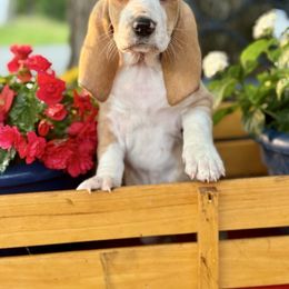Lemon - Lemon and white female Basset Hound puppy in Maryland from Grind Stone Breeding Kennels