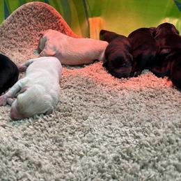 Labrador Retriever puppies from Chris Kolste