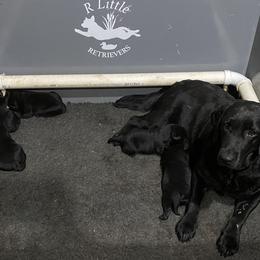 Labrador Retriever Puppies from R Little Retrievers
