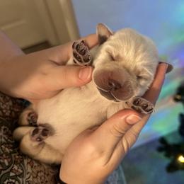 Labrador Retriever Puppies from Fleeher Labradors