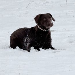 Mira - Chesapeake Bay Retriever