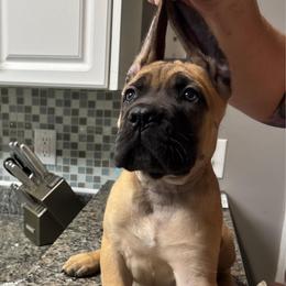 Geraldine (Pink) - Fawn female Cane Corso puppy in Beech Island, South Carolina from Relic Cane Corso