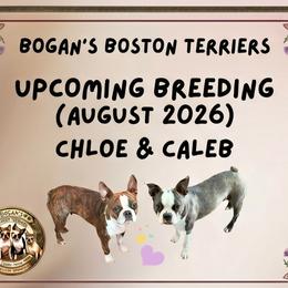 Boston Terrier puppies from Bogan's Boston's