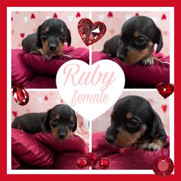 Ruby - Black and tan female Dachshund puppy in Deckerville, Michigan from Goldie Girls Ranch Dachshunds