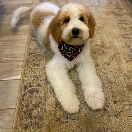 Goldendoodle All Grown Up from Goldendoodle AZ