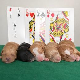 Goldendoodle puppies from Golden Law Kennels