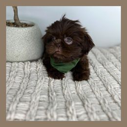 Igor - Chocolate Shih Tzu puppy in Texas from Shihtzu Legacy