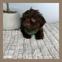 Igor - Chocolate Shih Tzu puppy in Texas from Shihtzu Legacy