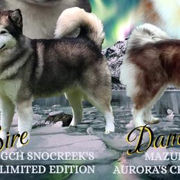 Alaskan Malamutes from Aurora Borealis Kennels
