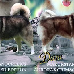 Alaskan Malamutes from Aurora Borealis Kennels