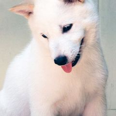 Hokkaido Puppies from Apricity Kennel