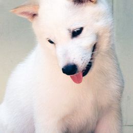 Hokkaido Puppies from Apricity Kennel