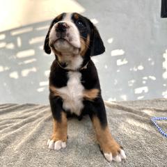 Tan - Black, white and red male Greater Swiss Mountain Dog puppy in Pasadena, California from Park Place Swissys