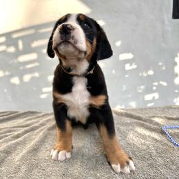 Tan - Black, white and red male Greater Swiss Mountain Dog puppy in Pasadena, California from Park Place Swissys