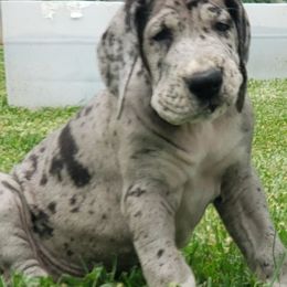 Great Dane Puppies from Gentle Giants of Tennessee Great Danes