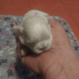 Girl 4 - Cream and white female Shih Tzu puppy in Eastanollee, Georgia from G & J Shih Tzu