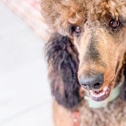 Bernedoodles, Goldendoodles, and Poodles from Reece + Co Doodles