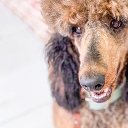 Bernedoodles, Goldendoodles, and Poodles from Reece + Co Doodles