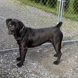 Boerboel All Grown Up from Cascade Boerboels
