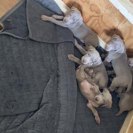 Weimaraner Puppies from Golden Hill’s Weimaraner’s