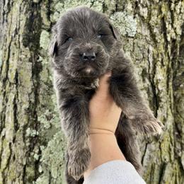Odin - Blue male German Shepherd puppy in Watervliet, Michigan from M&M Shepherd Farms