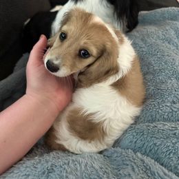 Not yet decided - Dachshund