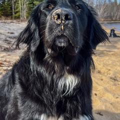 Golden Mountain Dogs and Golden Retrievers from Roberds Farm Golden Retrievers