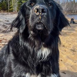Golden Mountain Dogs and Golden Retrievers from Roberds Farm Golden Retrievers