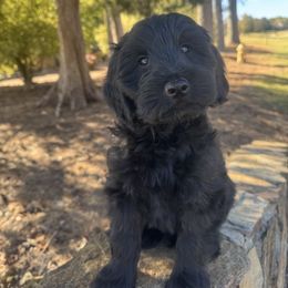 Coal - Black male Goldendoodle puppy in Charlotte, North Carolina from Hopeful Heart Doodles