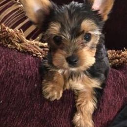 Yorkshire Terrier Puppies from YorkiStars