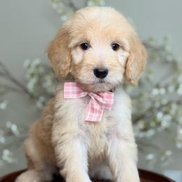 Pearl - Apricot female Goldendoodle puppy in Yuciapa, California from AlltheDoodlez_