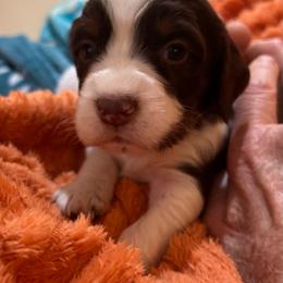Milo - Liver white and tan male English Springer Spaniel puppy in Sonora, California from Sonora Hills ESS