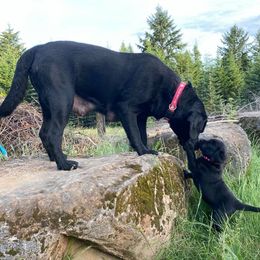 Labrador Retriever Puppies from Corner Crest Labs