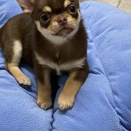 Chihuahua Puppies from Stardom Chihuahuas