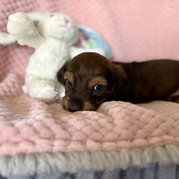 Dachshund Puppies from Kim’s Mini Weiners