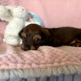Dachshund Puppies from Kim’s Mini Weiners