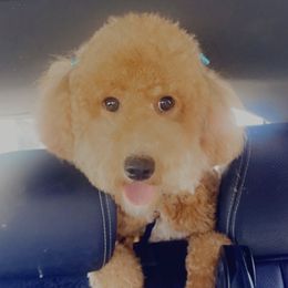 Adley - Goldendoodle